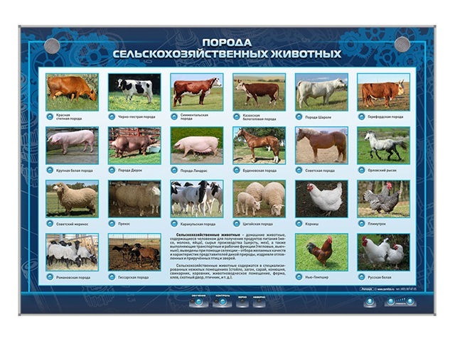 Информационный стенд «Порода сельскохозяйственных животных» Информационный стенд «Порода сельскохозяйственных животных»
