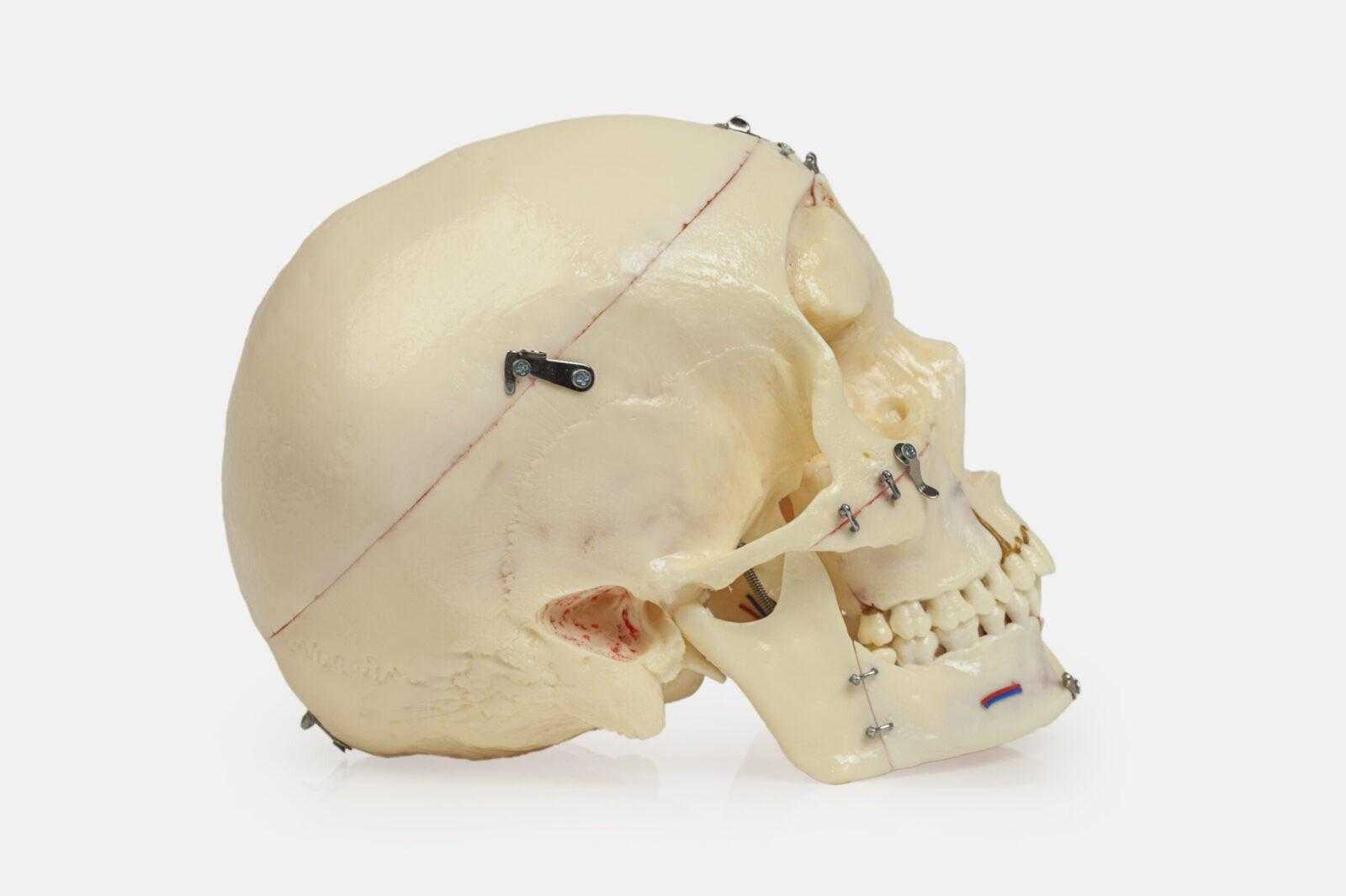 Макет черепа человека