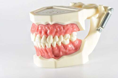 Демонстрационная модель зубочелюстного аппарата взрослого человека с интактными зубами и розовой десной